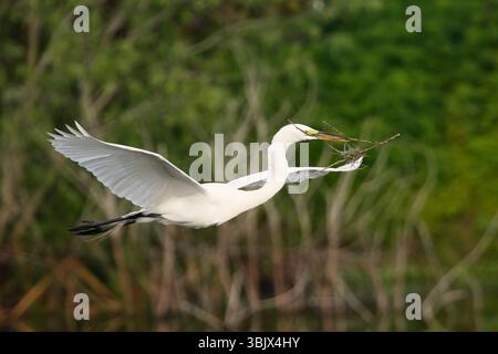 Grande aigrette volant avec des matériaux de construction Banque D'Images