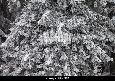 Branches givrées couvertes de neige de sapin dans les fourches d'hiver Banque D'Images