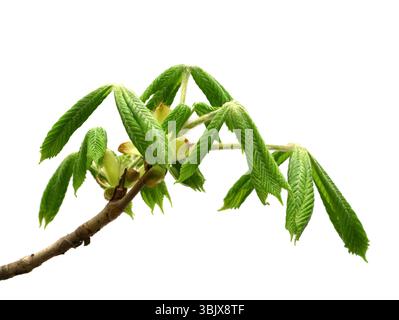 Brindille printanière de châtaignier avec de jeunes feuilles vertes Banque D'Images