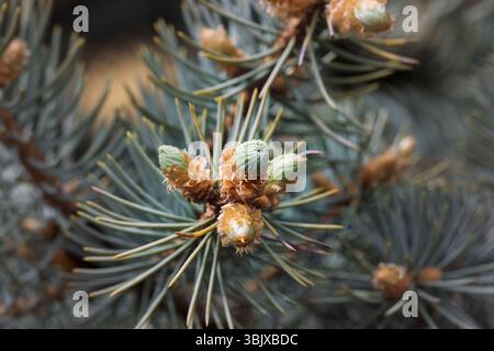 Jeunes pousses sur branches de pin au printemps Banque D'Images