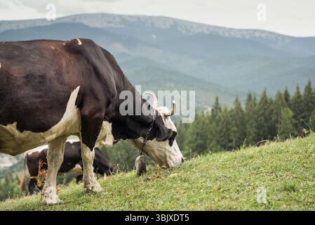 Vaches dans la prairie de montagne. Deux vaches noires et blanches paissant dans la vallée de montagne par jour nuageux dans les montagnes des Carpates. Banque D'Images