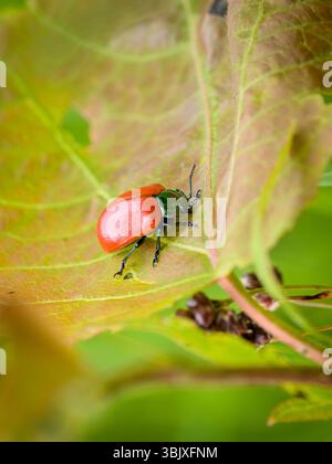 Chrysomela populi, communément connu sous le nom de coléoptère des feuilles du peuplier sur une feuille verte. Gros plan. Banque D'Images