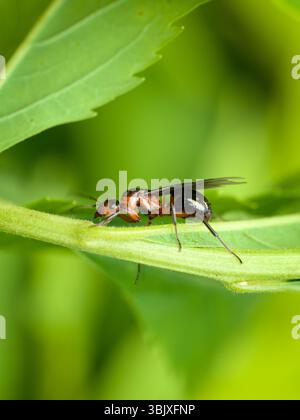 Formica rufa, également connu sous le nom de fourmi de bois rouge, fourmi de bois du sud, ou fourmi de cheval. Reine avec ailes. Macro. Banque D'Images