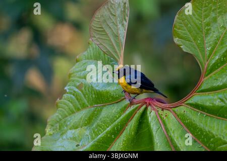 Euphonia mâle à ventre orange, Euphonia xanthogaster, sur une feuille anthurienne géante dans la forêt nuageuse de Mindo, Équateur. Banque D'Images