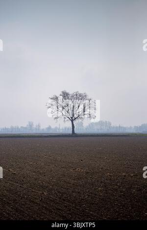 Arbre solitaire dans un champ labouré sous un ciel couvert Banque D'Images