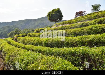 Terrasses de thé Longjing à Hangzhou Chine Banque D'Images