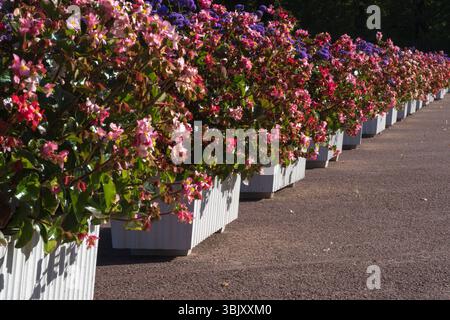 Parterres de fleurs de ville avec des fleurs dans des baignoires. Perspective de fleurs d'automne. Banque D'Images