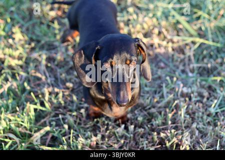 Un chiot Teckel noir et bronzé assis sur l'herbe. Banque D'Images