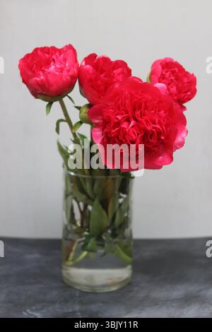 Pivoines rouges dans un vase en verre sur un fond gris. Banque D'Images