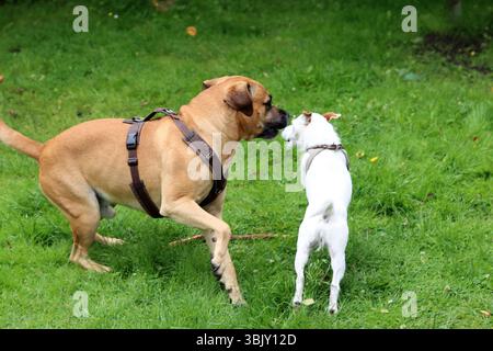 Deux chiens jouant dans le jardin un jour ensoleillé d'été. Mise au point sélective. Banque D'Images