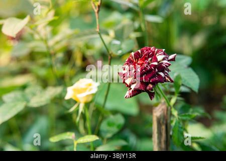 Gros plan d'une rose rayée rare avec des pétales rouges et blancs fleurissant dans un jardin. Capturé pendant l'heure dorée. Banque D'Images