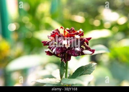 Gros plan d'une rose rayée rare avec des pétales rouges et blancs fleurissant dans un jardin. Capturé pendant l'heure dorée. Banque D'Images