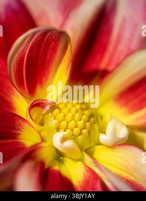 Un gros plan d'une belle fleur de Dahlia rouge et jaune Banque D'Images