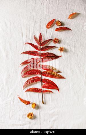 L'automne les feuilles rouges Banque D'Images