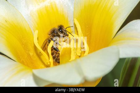 Une abeille dans une tulipe jaune, Lancashire, Royaume-Uni. Banque D'Images
