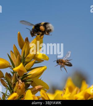 Une bourdon à queue Buff et une abeille minière, Chipping, Preston, Lancashire, Royaume-Uni. Banque D'Images