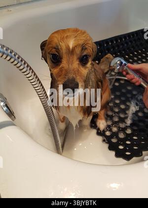 Triste chien humide obtenant un bain dans une baignoire à la maison Banque D'Images
