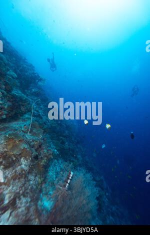 Deux plongeurs explorent un récif corallien dynamique regorgeant de vie marine, y compris des poissons colorés, mettant en valeur la beauté et la biodiversité de l'écosystème sous-marin. Banque D'Images
