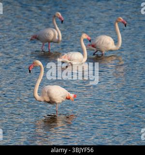Quatre flamants roses debout dans l'eau peu profonde d'un étang naturel à la lumière du soleil. Banque D'Images