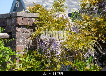 Wisteria dans le jardin à Finlaystone Country Park Estate. Écosse. ROYAUME-UNI. Banque D'Images