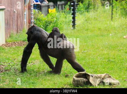 WESTERN Lowland Gorilla Maman portant un bébé mignon sur son dos, retournant à son enclos Banque D'Images