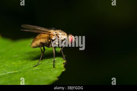 Photo macro de la chair sur la feuille. Sarcophagidae. Banque D'Images