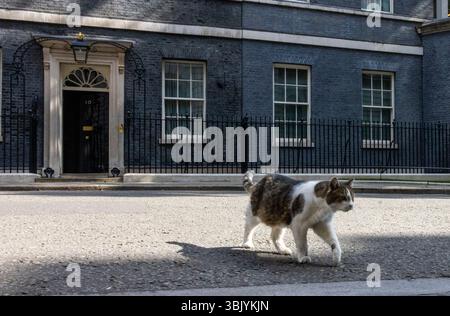 Londres, Royaume-Uni. 17 juin 2025. Larry le chat lors de sa patrouille quotidienne à Downing Street. Crédit : Karl Black/Alamy Live News Banque D'Images