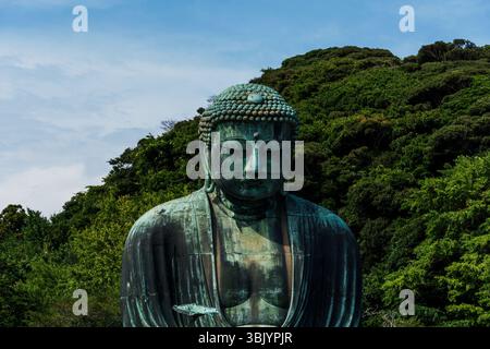 Le serein Kamakura Daibutsu, une statue de Bouddha en bronze au Japon, se dresse paisiblement au milieu des arbres verts. Banque D'Images
