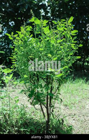 Basilic sacré avec des fleurs en fleurs et des feuilles vertes fraîches, recouvertes de fourmis à la lumière naturelle chaude. Herbe culinaire tropicale populaire. Banque D'Images