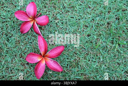 Vue de dessus de deux fleurs de rubra Plumeria rose vif sur l'herbe verte fraîche avec espace de copie. Fond d'été tropical lumineux et joyeux. Banque D'Images