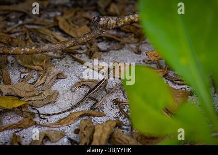 Lézard sur la branche. Camouflage Banque D'Images