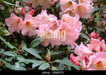 Rhododendron rose corail « Vanessa Pastel » en fleur. Banque D'Images