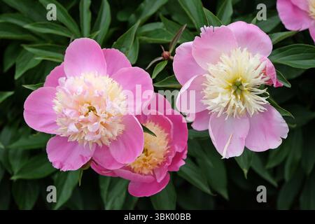 Rose et crème Paeonia lactiflora, pivoine « bol de beauté » en fleur. Banque D'Images