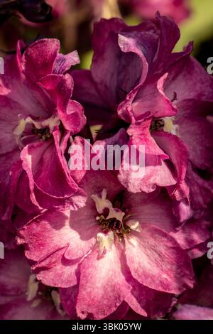 Portrait naturel de plante fleurie de Delphinium Elatum 'Raspberry Rhapsody' (New Millennium Series) fleurissent en plein soleil. Longue durée, Banque D'Images