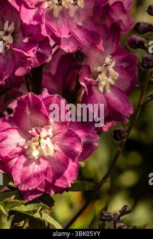 Portrait naturel de plante fleurie de Delphinium Elatum 'Raspberry Rhapsody' (New Millennium Series) fleurissent en plein soleil. Longue durée, Banque D'Images