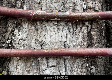 Gros plan de tiges métalliques rouillées fixées à l'écorce d'arbre, montrant la texture naturelle et les détails de corrosion. Convient pour une utilisation éditoriale et d'arrière-plan. Personne Banque D'Images
