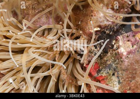Crabe araignée anémone, Inachus phalangium, Cala Aiguafreda, Begur, Costa Brava, Catalogne, Espagne Banque D'Images
