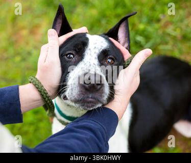 Une personne caressant un chien noir et blanc de race mixte Pit Bull Terrier Banque D'Images