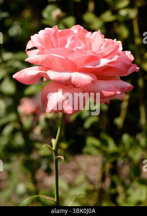 Rose simple Rosa hybrida 'Mister Lincoln' comme cultivar hybride de rose de thé également connu sous le nom de rose de Mister Lincoln Banque D'Images