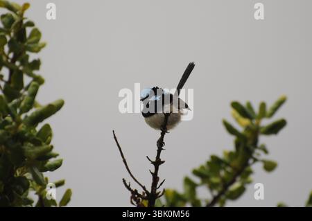 Une fée vibrante perchée sur une branche contre un ciel gris doux. Banque D'Images