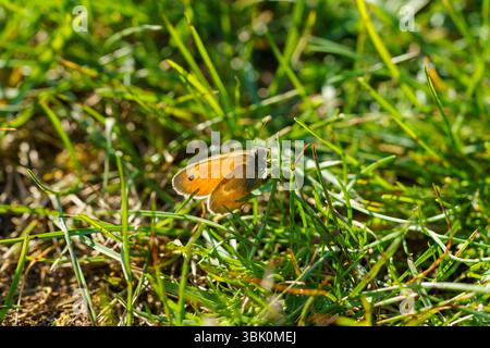 Coenonympha pamphilus famille Nymphalidae genre Coenonympha petit papillon de bruyère nature sauvage insecte papier peint, image, photographie Banque D'Images