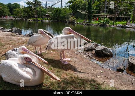 Un groupe de pélicans repose sur l'herbe près d'un plan d'eau. La scène est paisible et sereine, avec les oiseaux regardant au-dessus de l'eau Banque D'Images