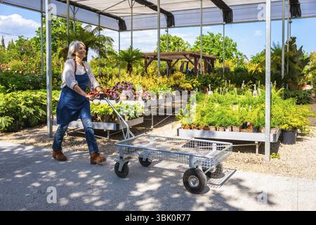 Jardinier senior poussant un chariot en métal dans une serre de pépinière de plantes par une journée ensoleillée, entouré d'une végétation luxuriante Banque D'Images