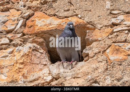 Un pigeon se repose vigoureusement dans un coin altéré d'un mur de pierre orange et beige, se fondant dans les textures rustiques de son environnement. Banque D'Images