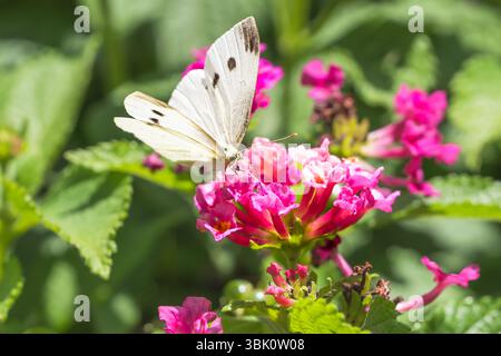 Un papillon Pieris rapae se nourrit du nectar des fleurs de camara rose éclatantes de Lantana en plein soleil. Banque D'Images