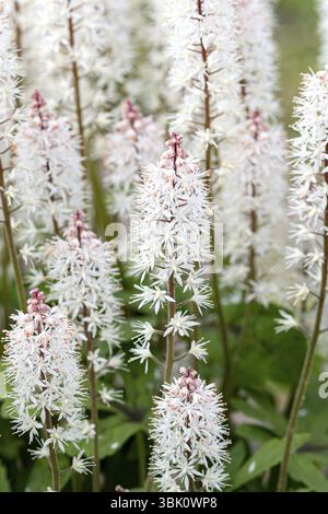 Fleur en mousse (Tiarella 'Spring Symphony'), Droessler, Allemagne, Europe Banque D'Images