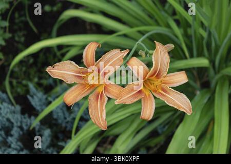 Belles plantes d'extérieur - lys orange, mise au point sélective Banque D'Images