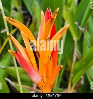 Bagaces, PROVINCE DE GUANACASTE, COSTA RICA : connue sous le nom de bec de perroquet, ou faux oiseau de paradis, Heliconia psittacorum est une plante originaire d'Amérique centrale Banque D'Images