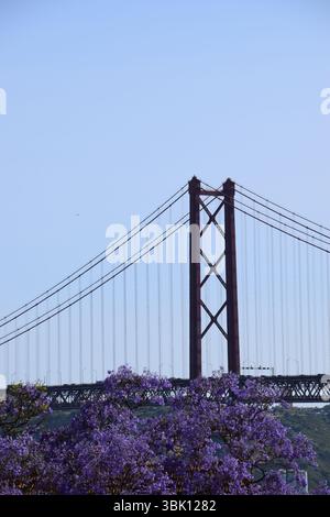 Le pont emblématique de Lisbonne encadré par des branches d'arbres jacaranda en fleurs, mêlant architecture urbaine et fleurs violettes vibrantes. Banque D'Images