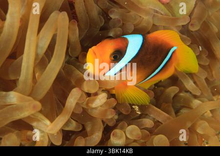 Le poisson-clown se réfugie dans son anémone en présence d'étrangers Banque D'Images